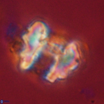 Perchnielsenella stradneri VR 22708