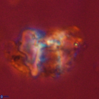 Perchnielsenella stradneri VR 22709