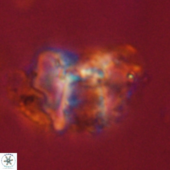 Perchnielsenella stradneri VR 22709