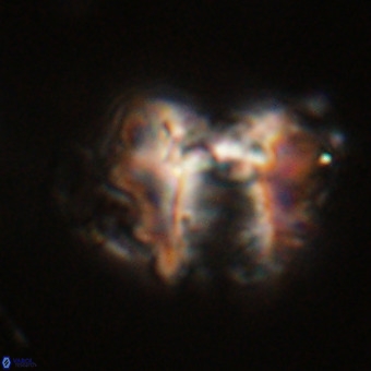 Perchnielsenella stradneri VR 22710
