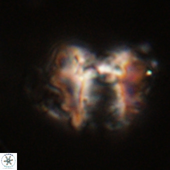Perchnielsenella stradneri VR 22710