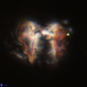 Perchnielsenella stradneri VR 22711