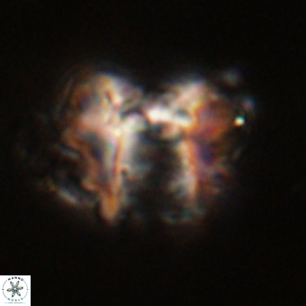 Perchnielsenella stradneri VR 22711