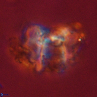 Perchnielsenella stradneri VR 22712