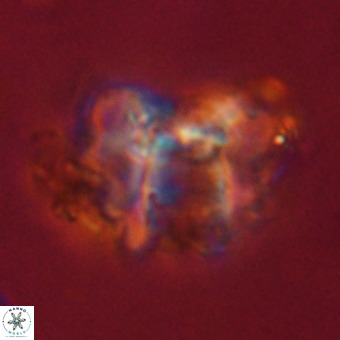 Perchnielsenella stradneri VR 22712