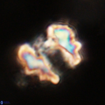 Perchnielsenella stradneri VR 22713