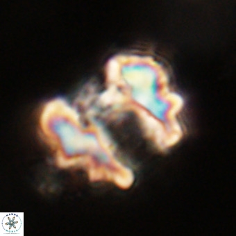 Perchnielsenella stradneri VR 22713