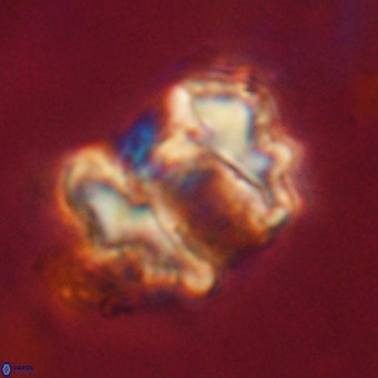 Perchnielsenella stradneri VR 22714
