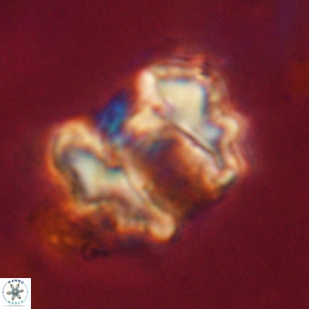 Perchnielsenella stradneri VR 22714
