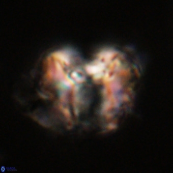 Perchnielsenella stradneri VR 22715