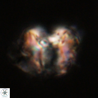 Perchnielsenella stradneri VR 22715