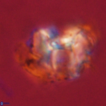 Perchnielsenella stradneri VR 22716