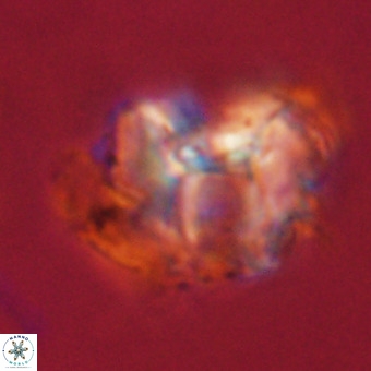 Perchnielsenella stradneri VR 22716