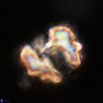 Perchnielsenella stradneri VR 22717
