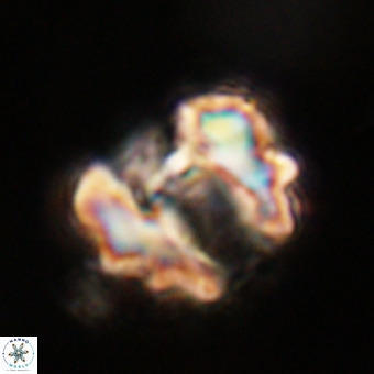 Perchnielsenella stradneri VR 22717