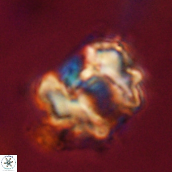 Perchnielsenella stradneri VR 22718