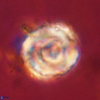 Perchnielsenella stradneri VR 22719