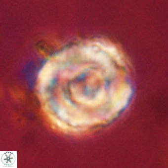 Perchnielsenella stradneri VR 22719