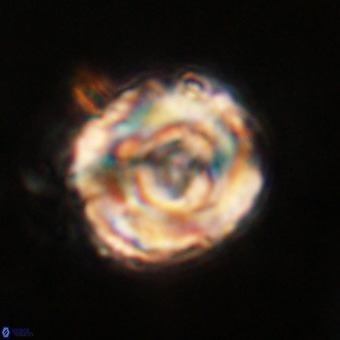 Perchnielsenella stradneri VR 22720