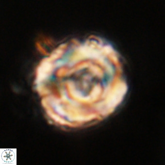 Perchnielsenella stradneri VR 22720