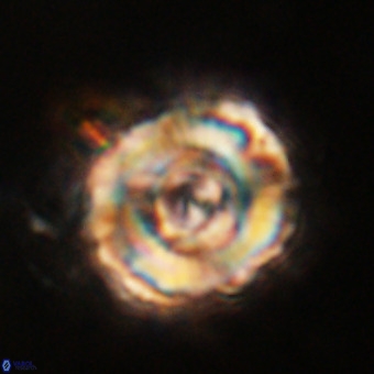Perchnielsenella stradneri VR 22721