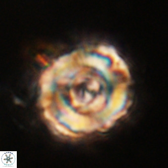 Perchnielsenella stradneri VR 22721