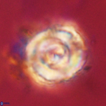 Perchnielsenella stradneri VR 22722
