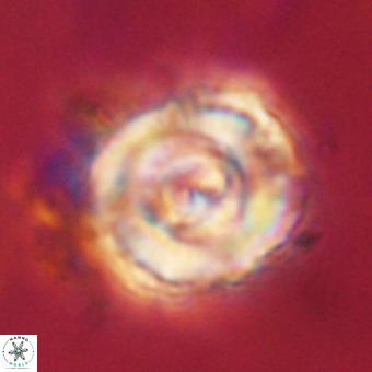 Perchnielsenella stradneri VR 22722