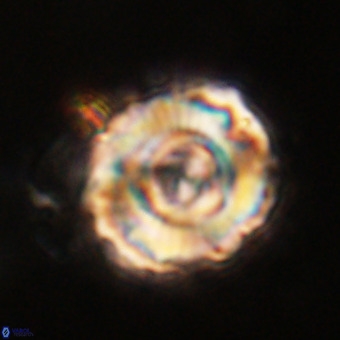 Perchnielsenella stradneri VR 22723