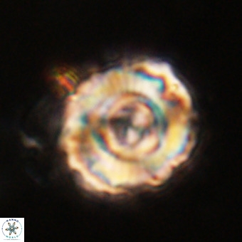 Perchnielsenella stradneri VR 22723