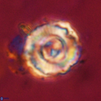 Perchnielsenella stradneri VR 22724