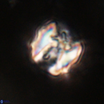 Perchnielsenella stradneri VR 22840