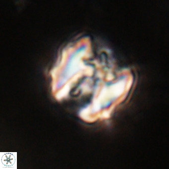 Perchnielsenella stradneri VR 22840