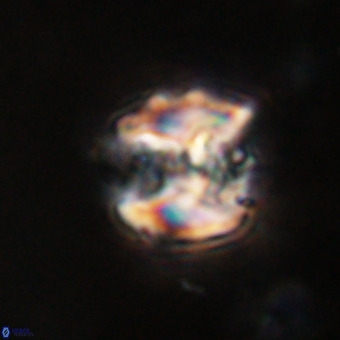 Perchnielsenella stradneri VR 22841