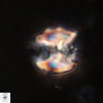 Perchnielsenella stradneri VR 22841