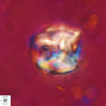 Perchnielsenella stradneri VR 22842