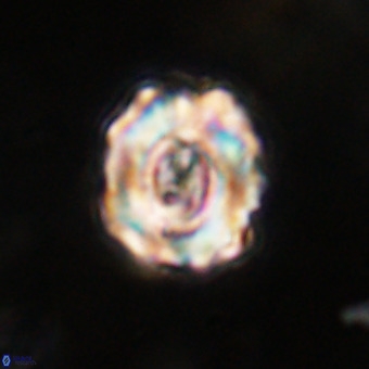 Perchnielsenella stradneri VR 22843