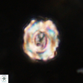 Perchnielsenella stradneri VR 22843