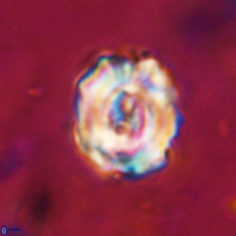 Perchnielsenella stradneri VR 22844