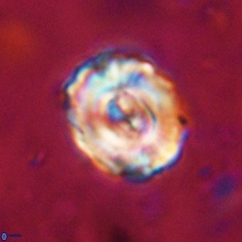 Perchnielsenella stradneri VR 22845