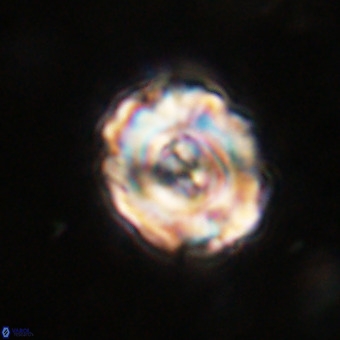 Perchnielsenella stradneri VR 22846