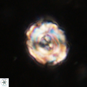 Perchnielsenella stradneri VR 22846