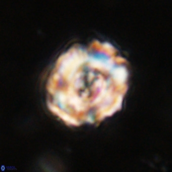 Perchnielsenella stradneri VR 22847