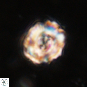 Perchnielsenella stradneri VR 22847