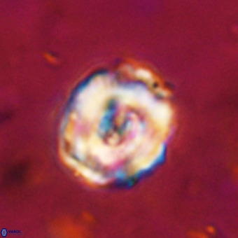 Perchnielsenella stradneri VR 22848