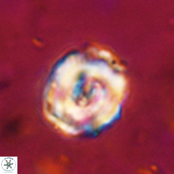 Perchnielsenella stradneri VR 22848