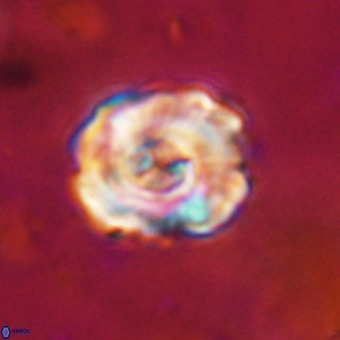 Perchnielsenella stradneri VR 22849