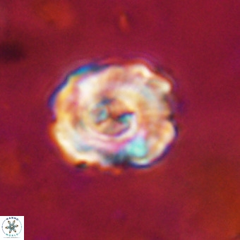 Perchnielsenella stradneri VR 22849