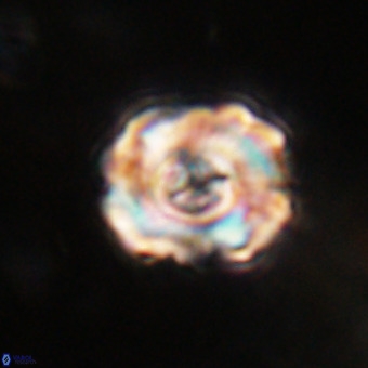 Perchnielsenella stradneri VR 22850