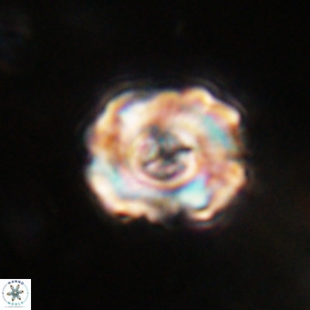 Perchnielsenella stradneri VR 22850